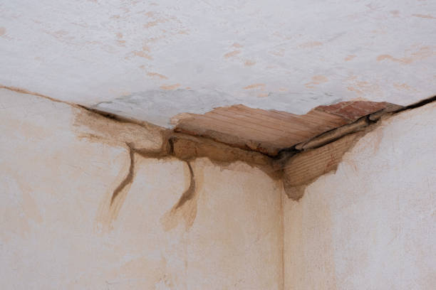 Best Basement water damage restoration  in Trenton, TN